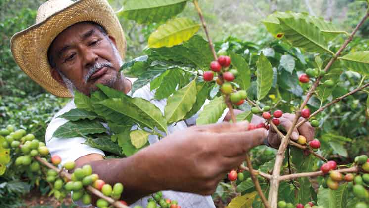 Improving the lives of coffee farmers