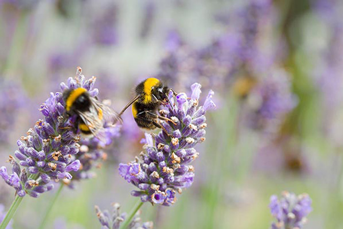 biodiversity bees pollen lavender