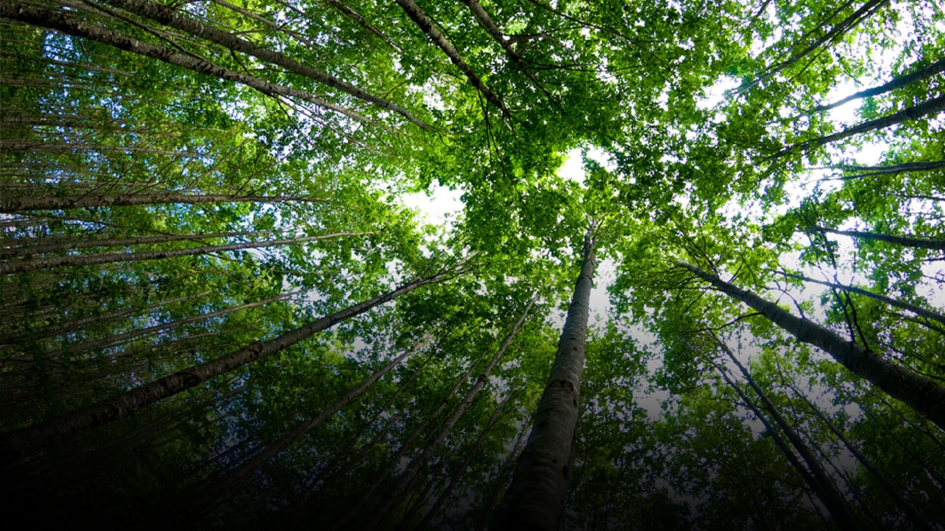 looking-towards-cop27-header