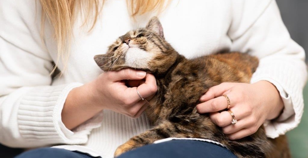 Cat sits on person's lap