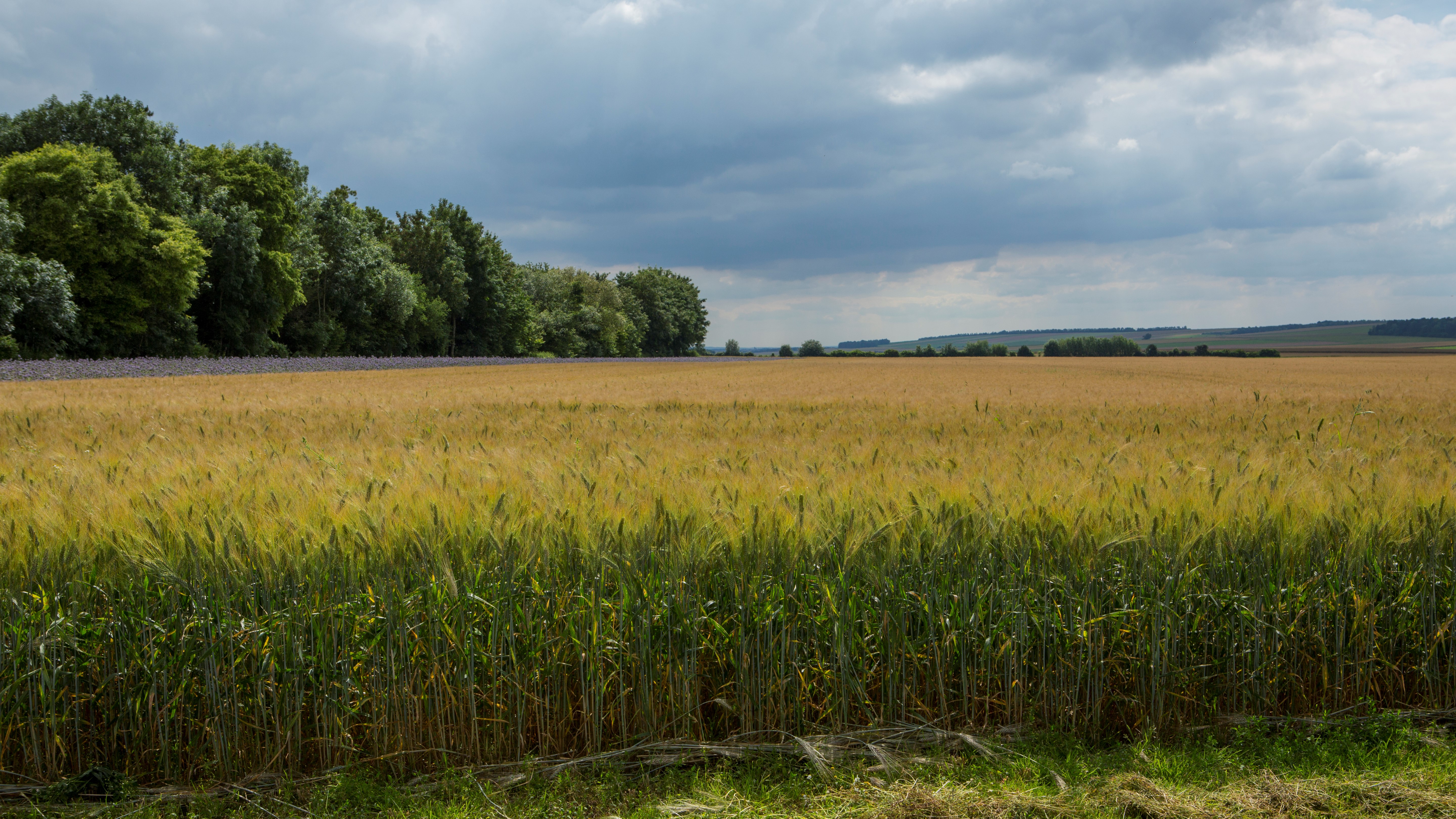 A field of crops