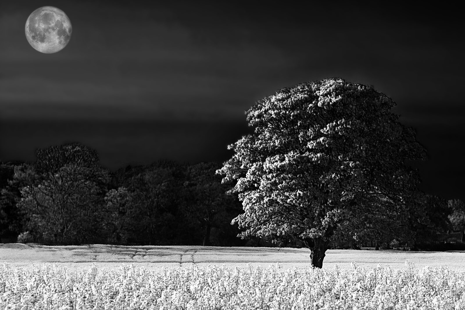 A black and white image of a tree in a field of crops under the moon at night. 