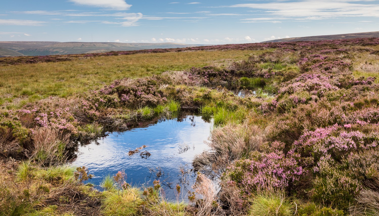 Green grass and moss, with purple flowers, surrounding a pond filled with water, with a blue sky in the background.
