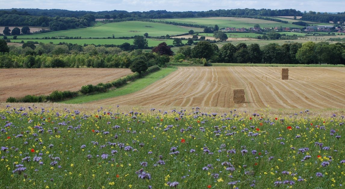 A landscape picture of a farm in springtime, next to an in-bloom meadow. 