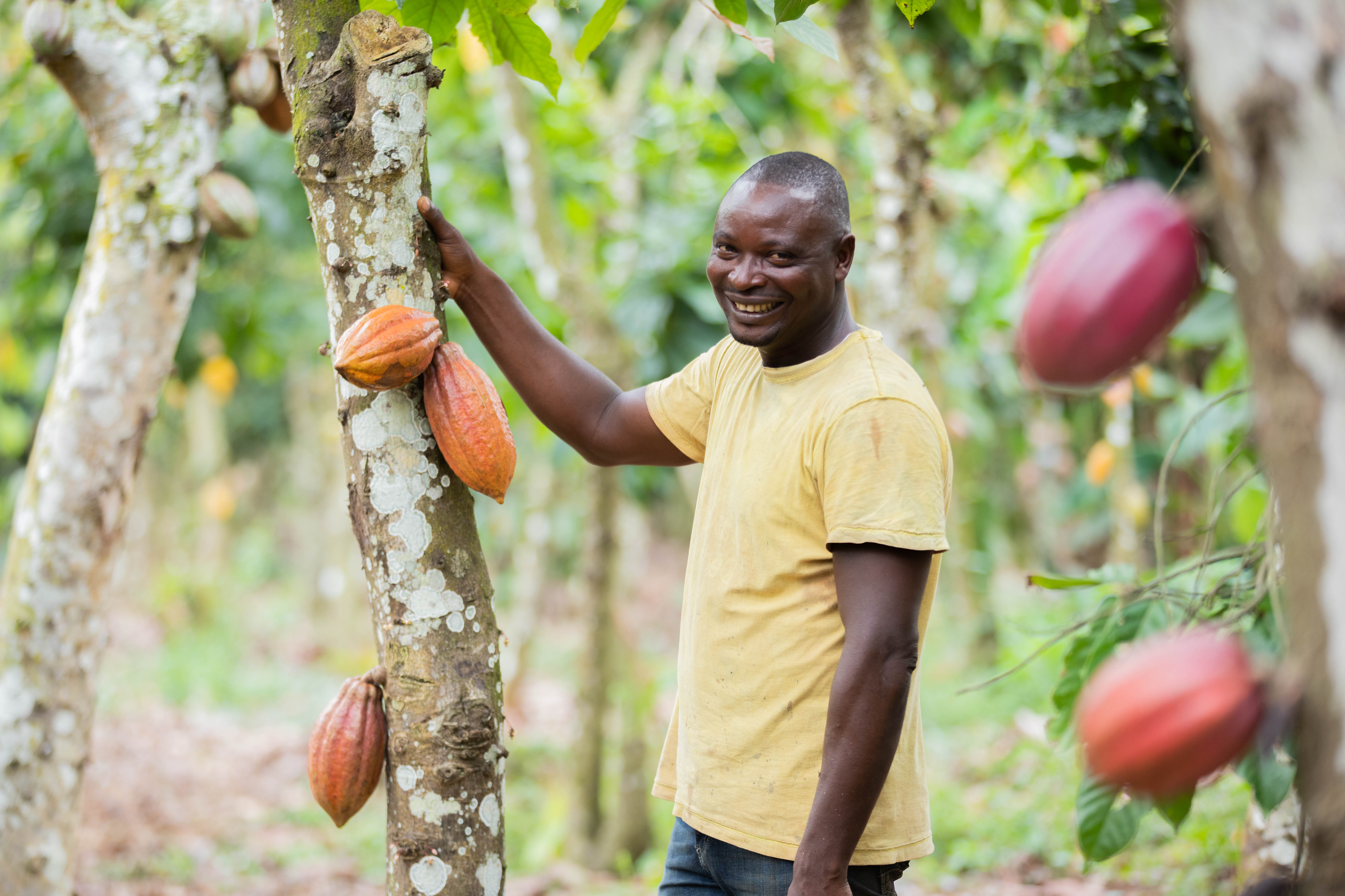 Man picks cocoa