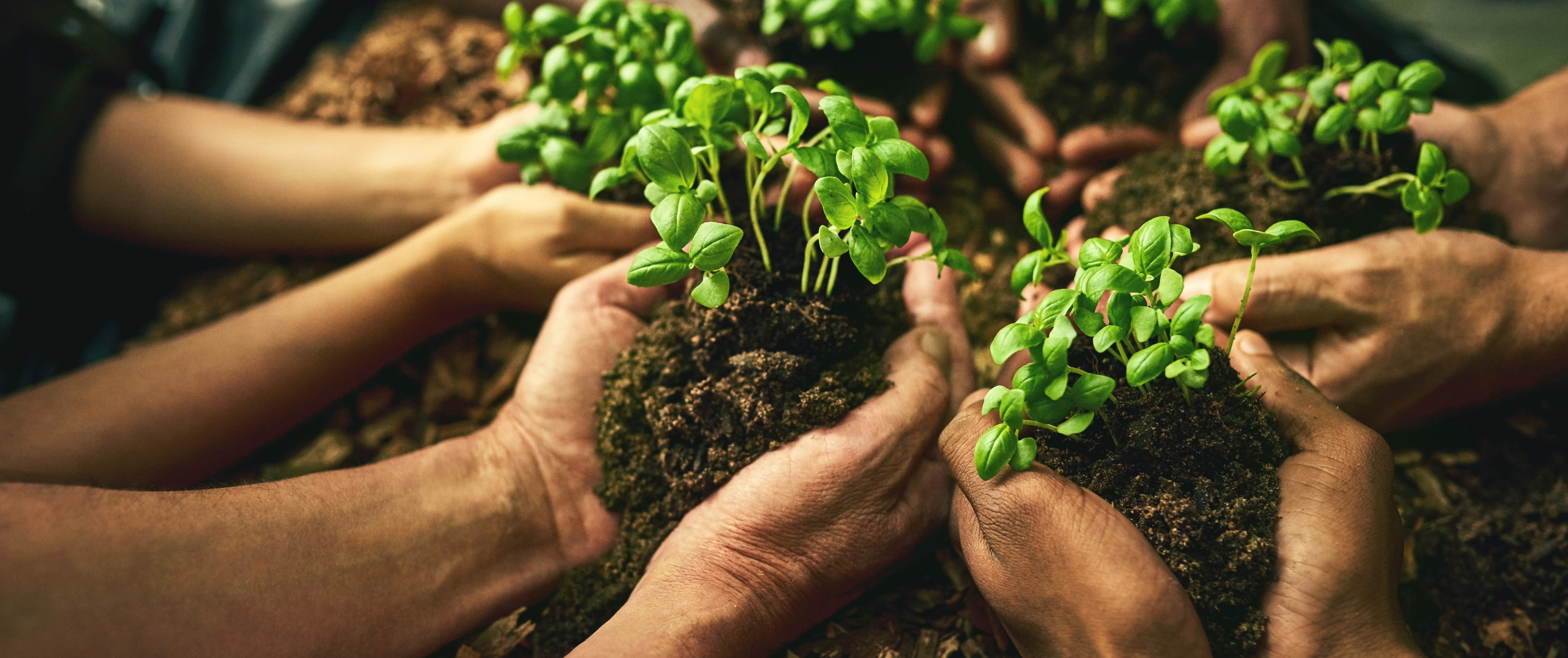 Hands filled with soil and plants 