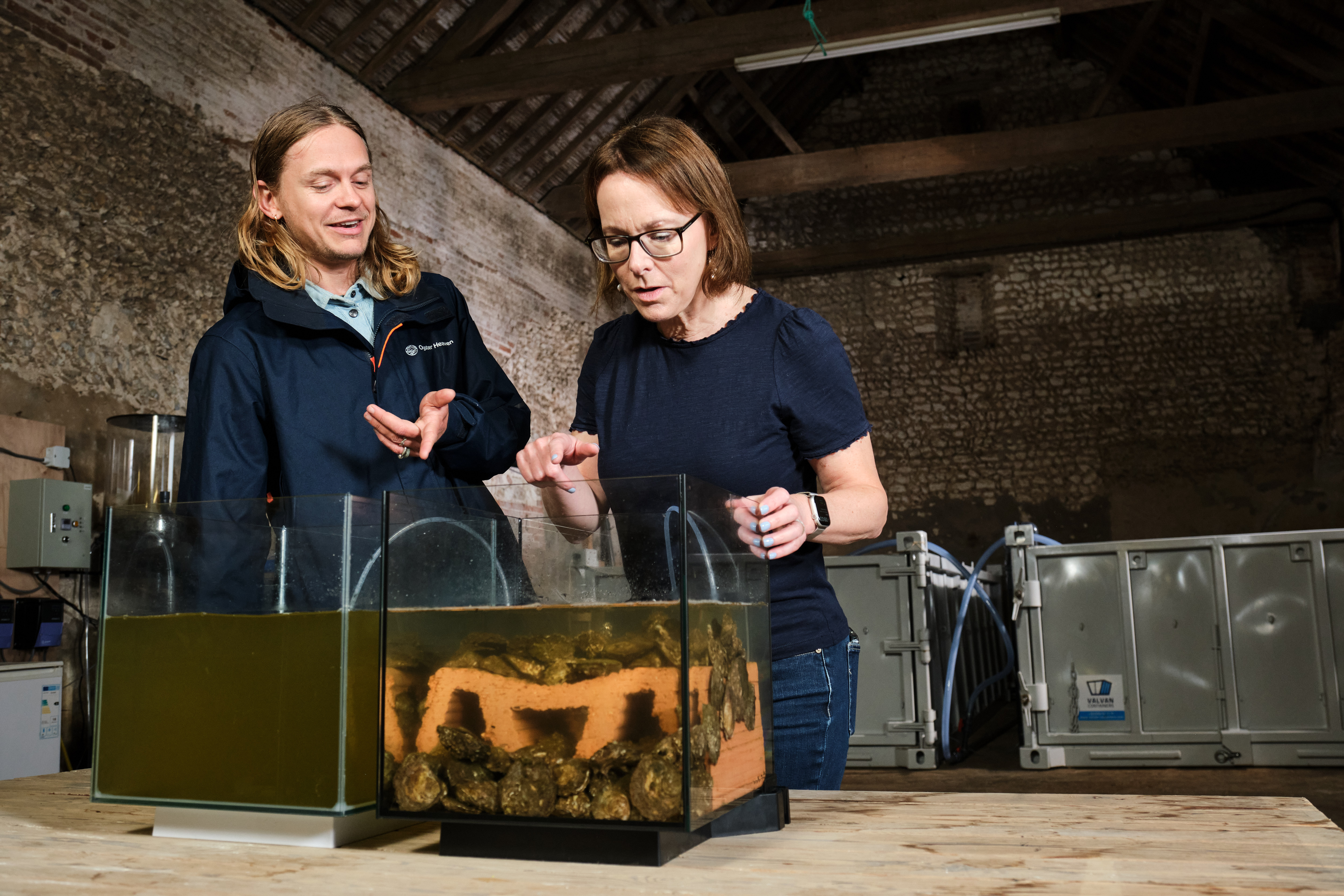 two individuals look at two water taks with oysters in the tank 