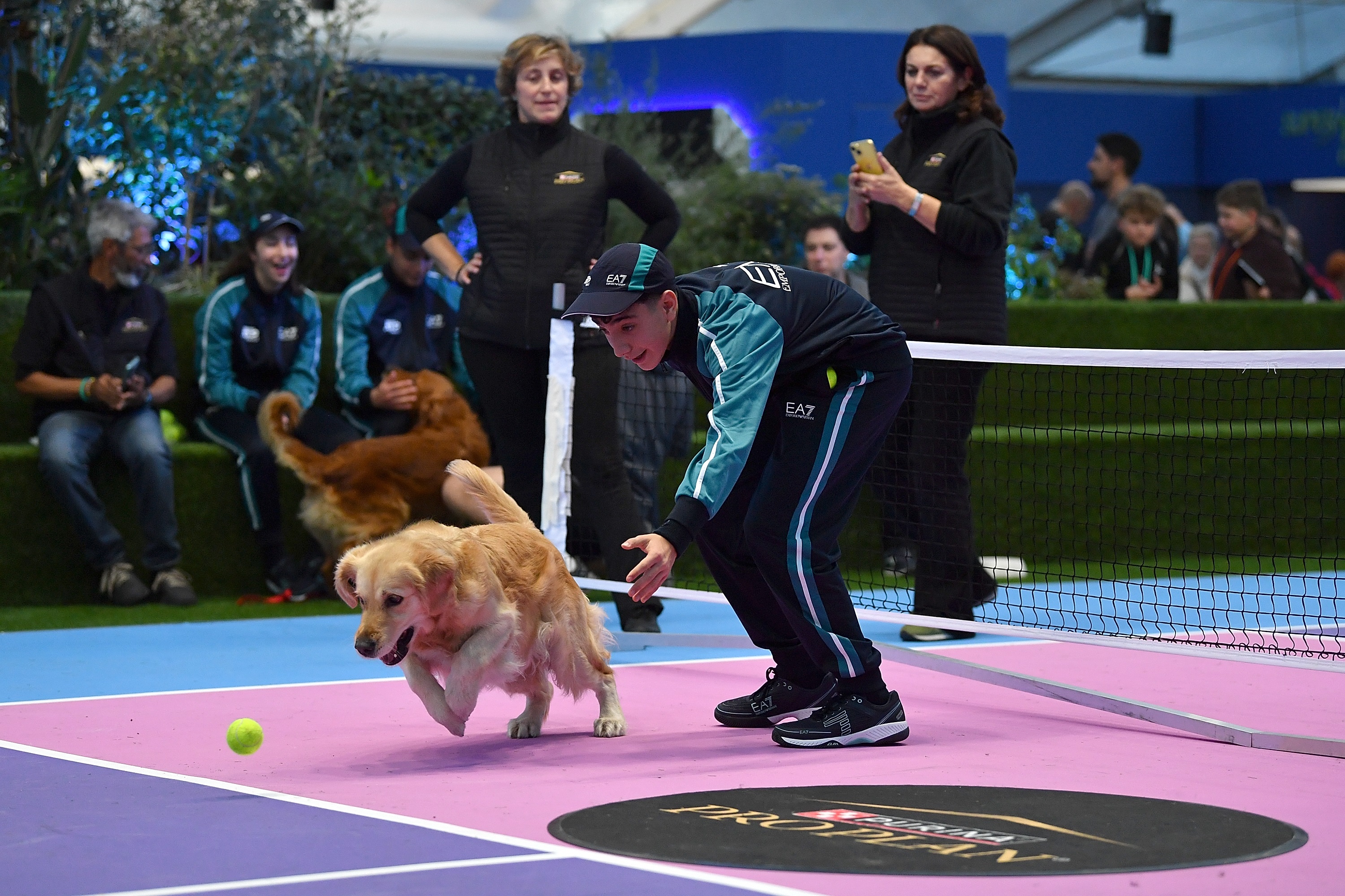 Golden retriever dog chasing tennis ball