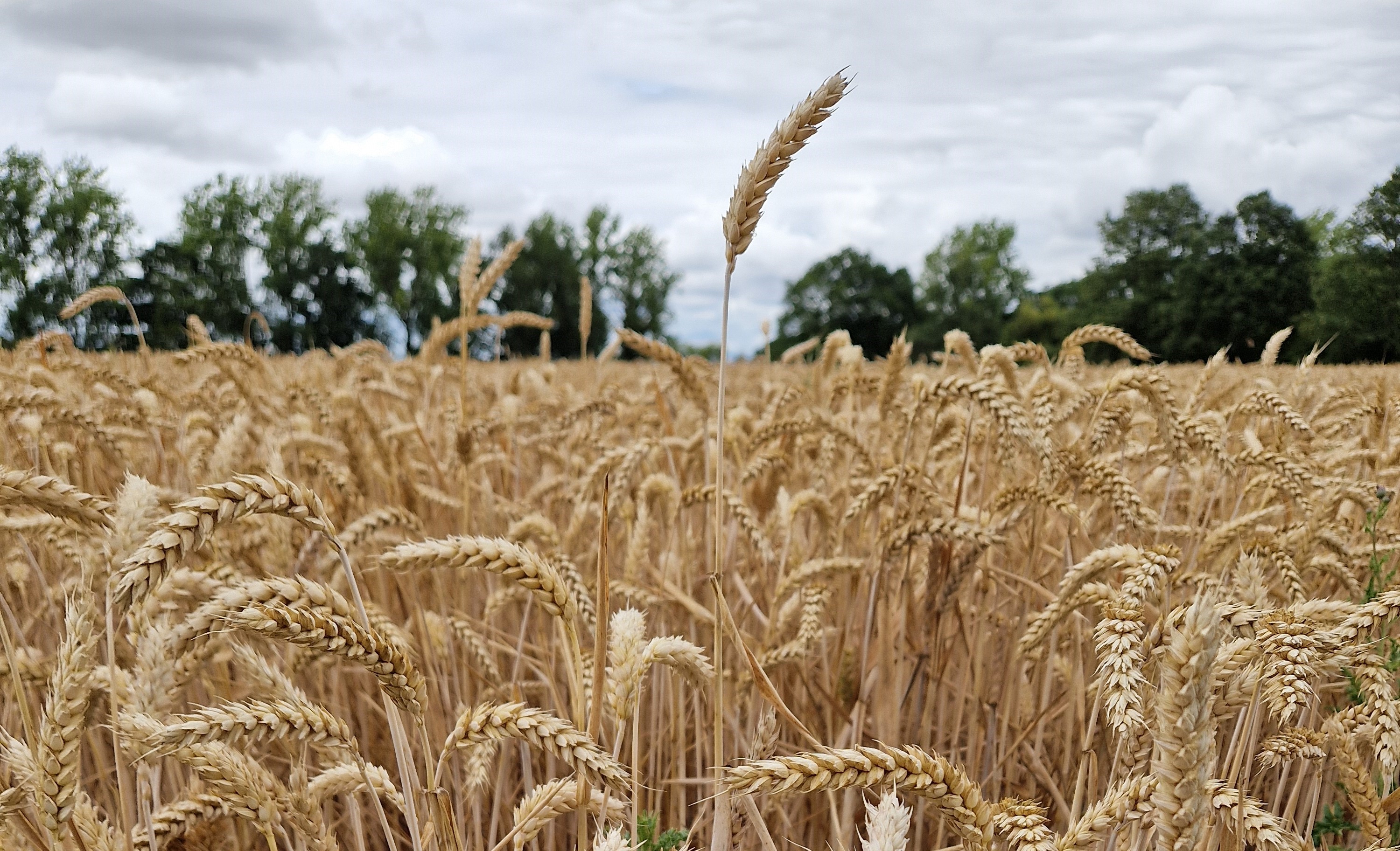 Close  up shot of wheat strand in a wheat field with cloudy sky in the background.