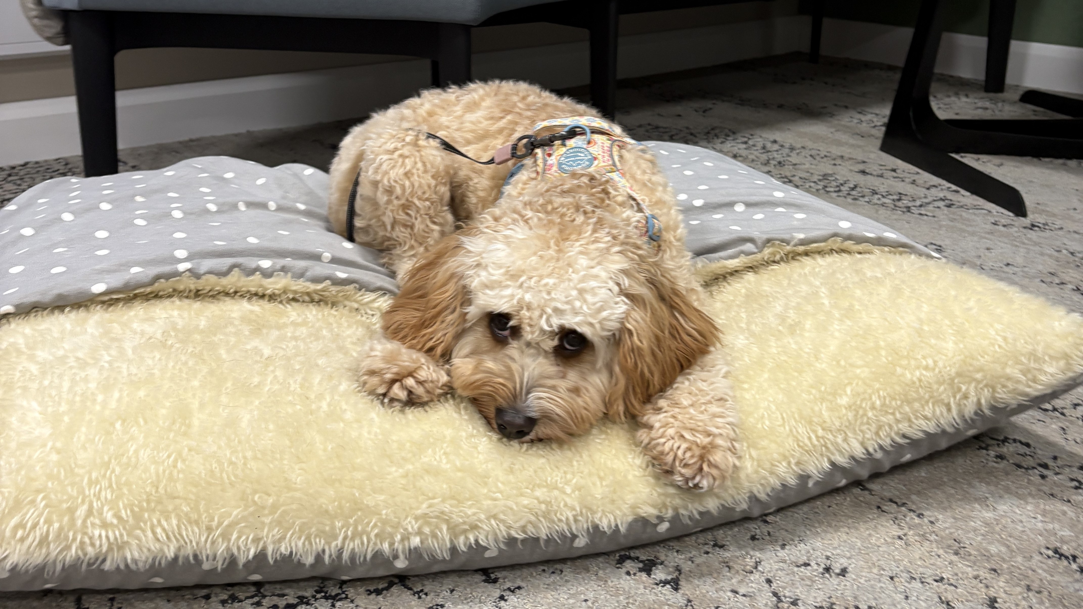 Cavapoo lying on a grey pet bed in the office.