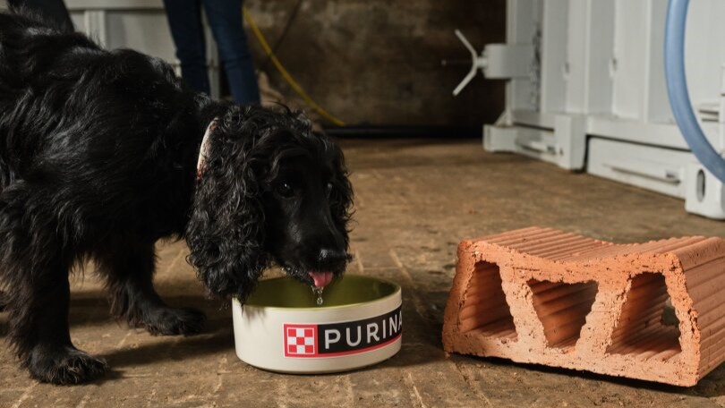 Dog eating from a bowl at the Purina pop-up