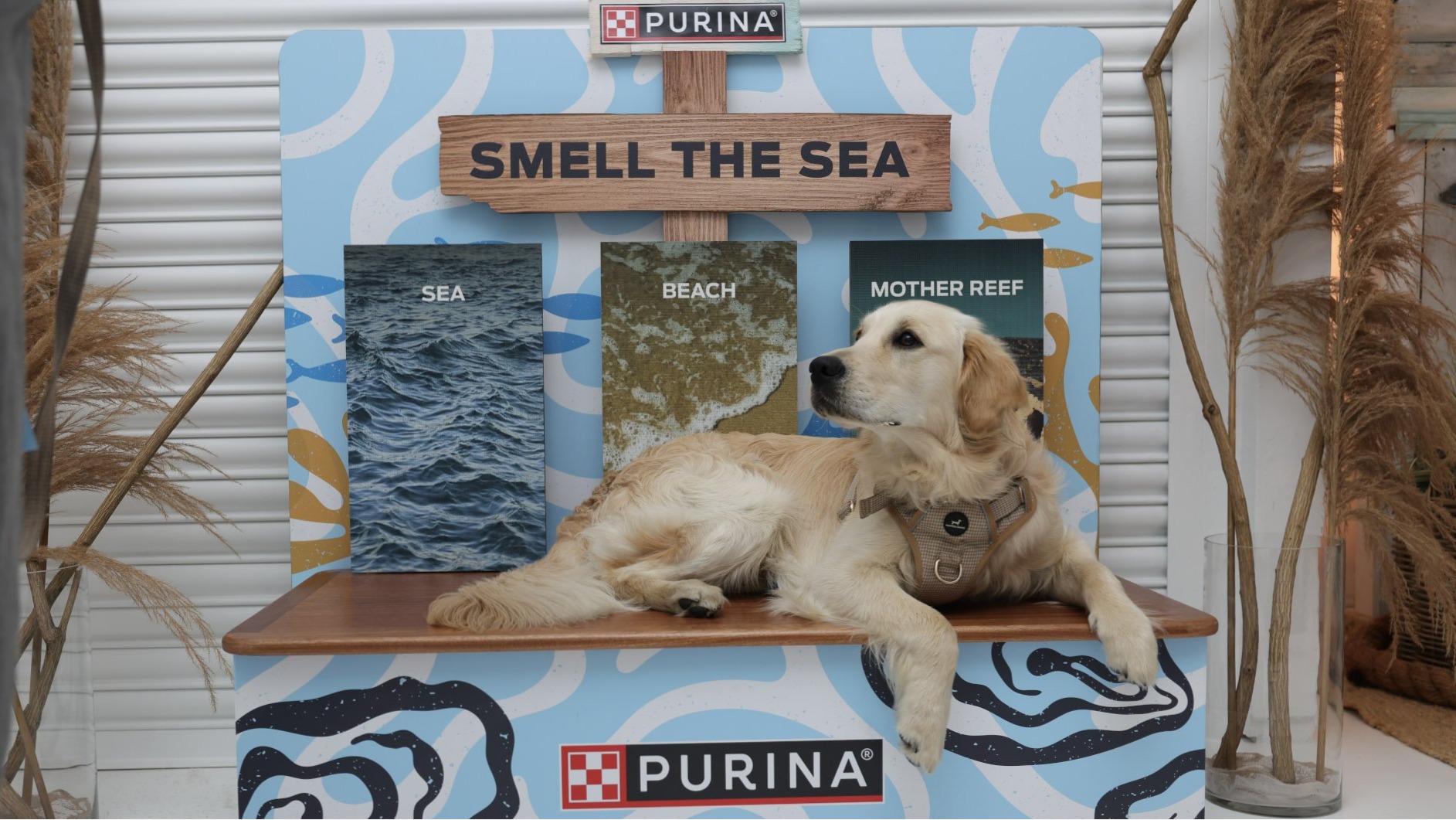 Dog at Purina Oceans Event