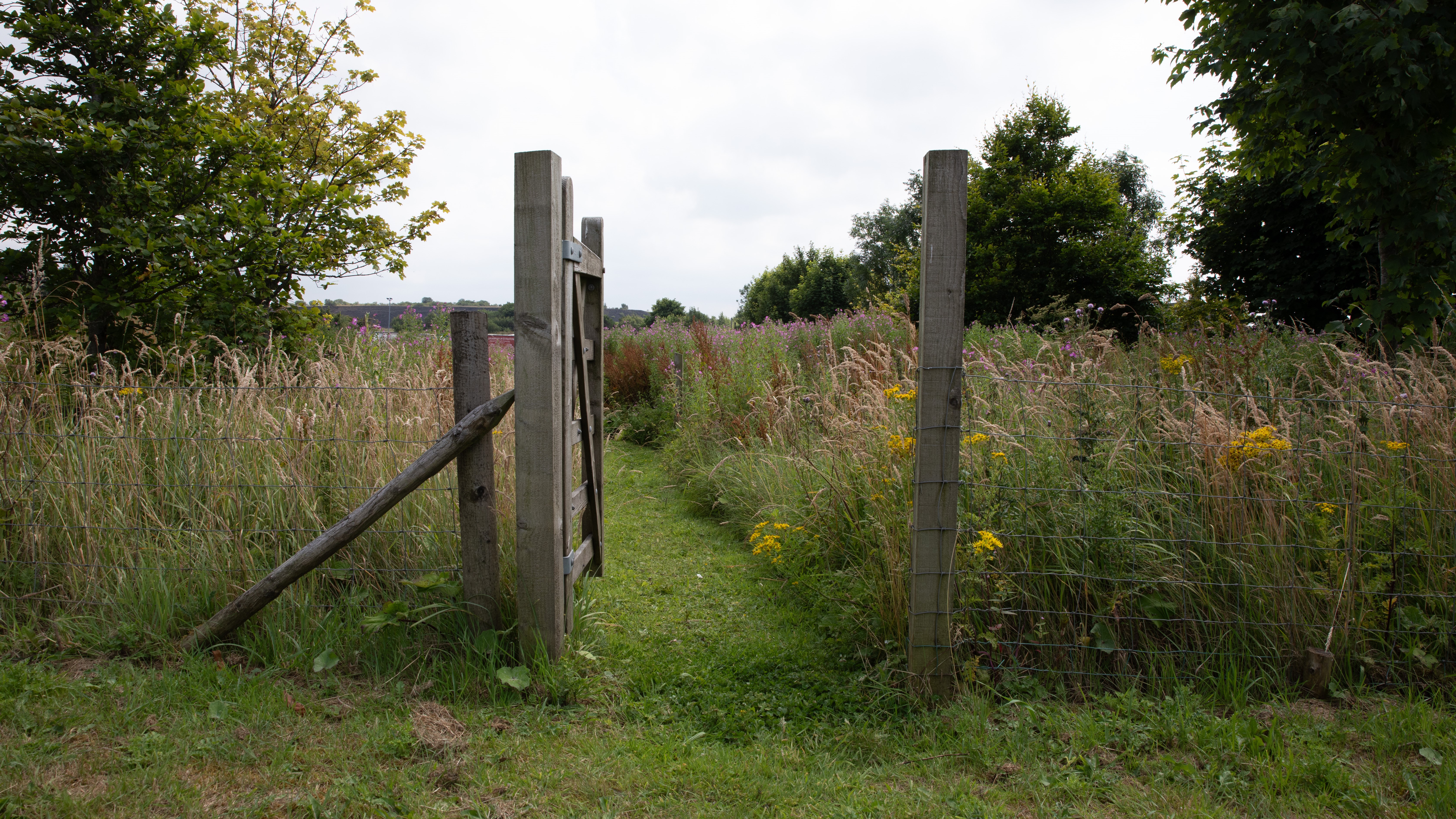 Wooden gate opening to a path in a wildflower meadow.