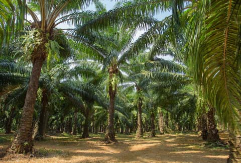 Palm oil plantation thailand