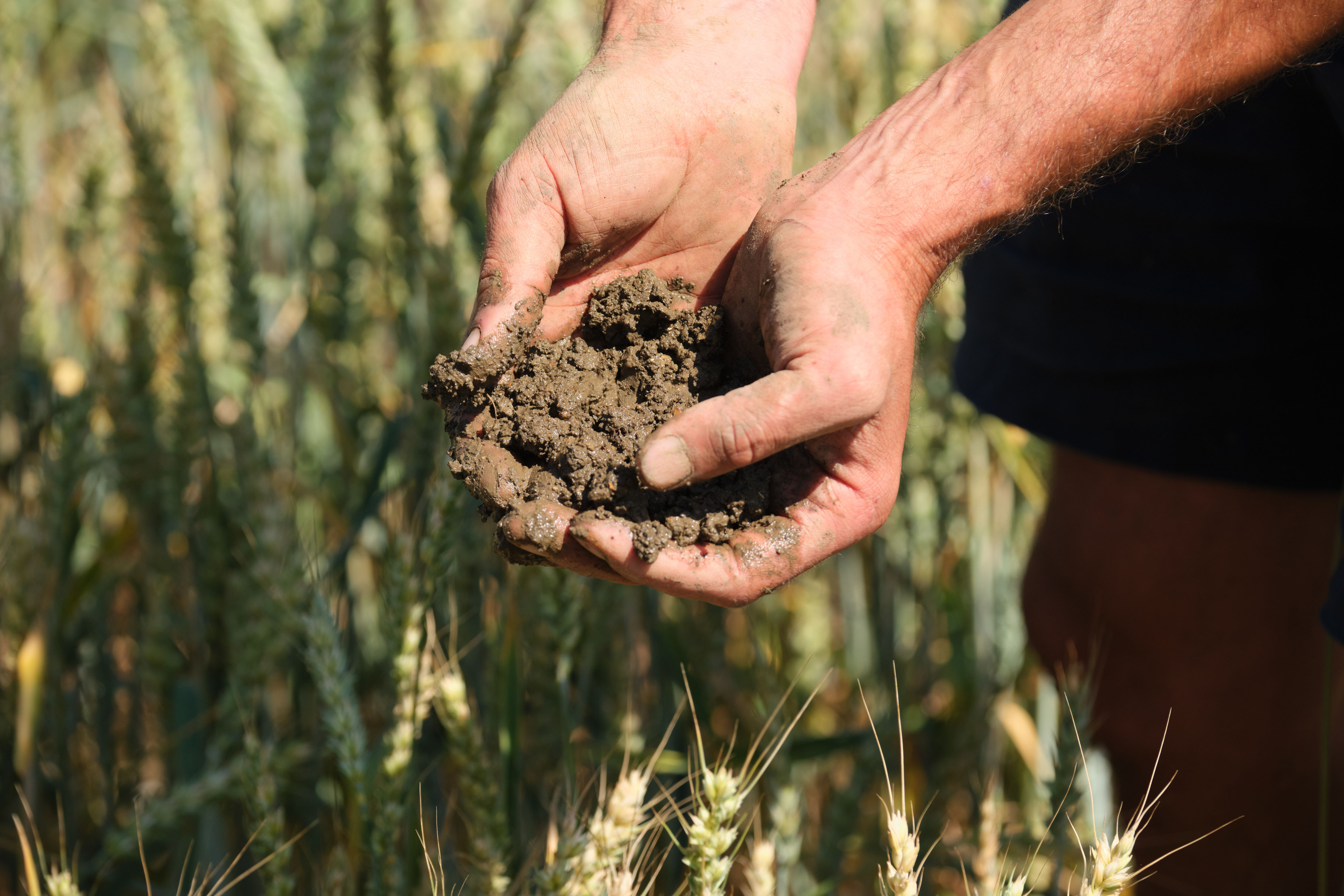 Farmer's hands clasping a handful of soil whilst in a wheat field.
