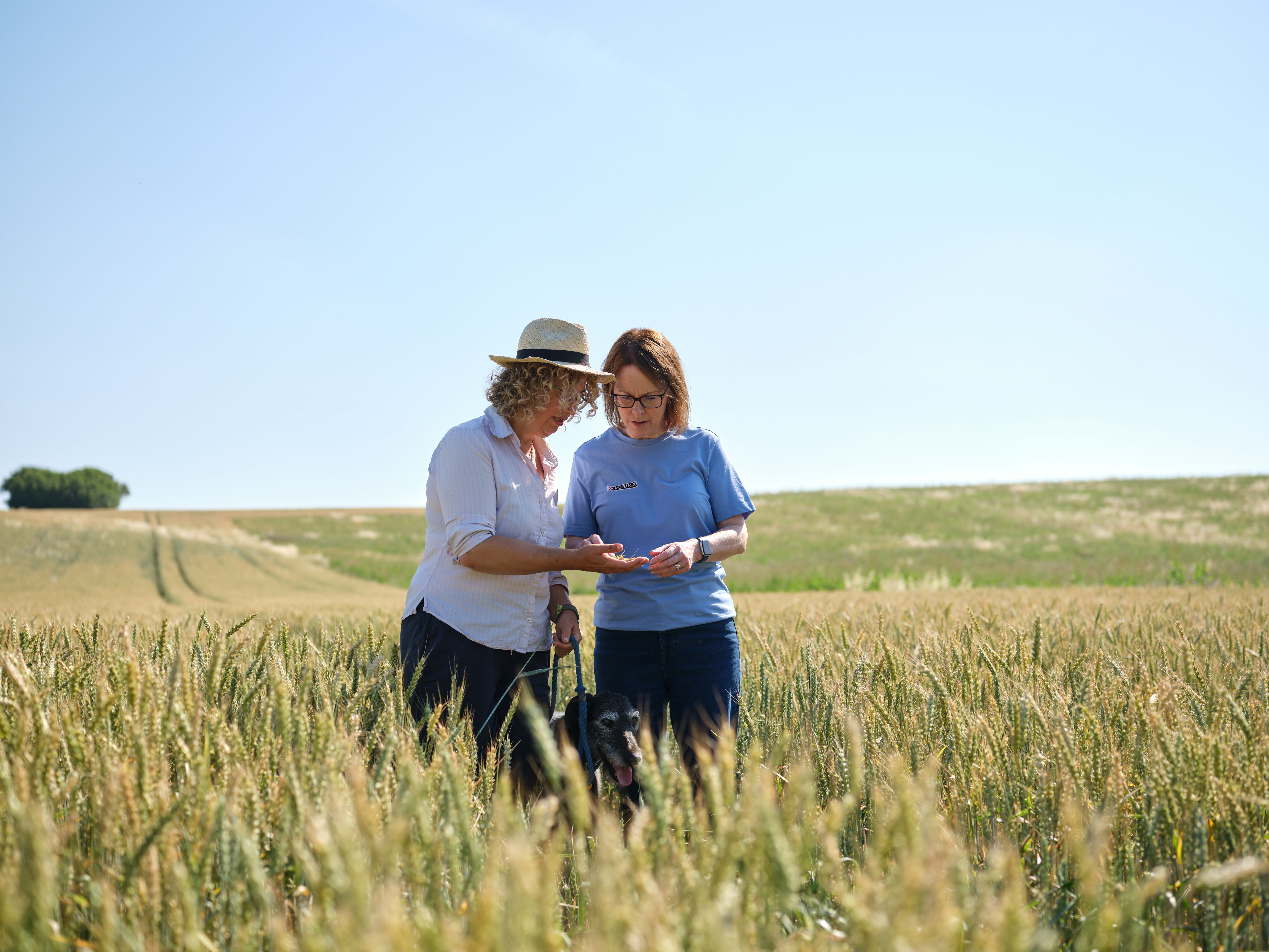 A farmer showing another woman a handful of wheat whilst standing in a wheat field along with a dog.