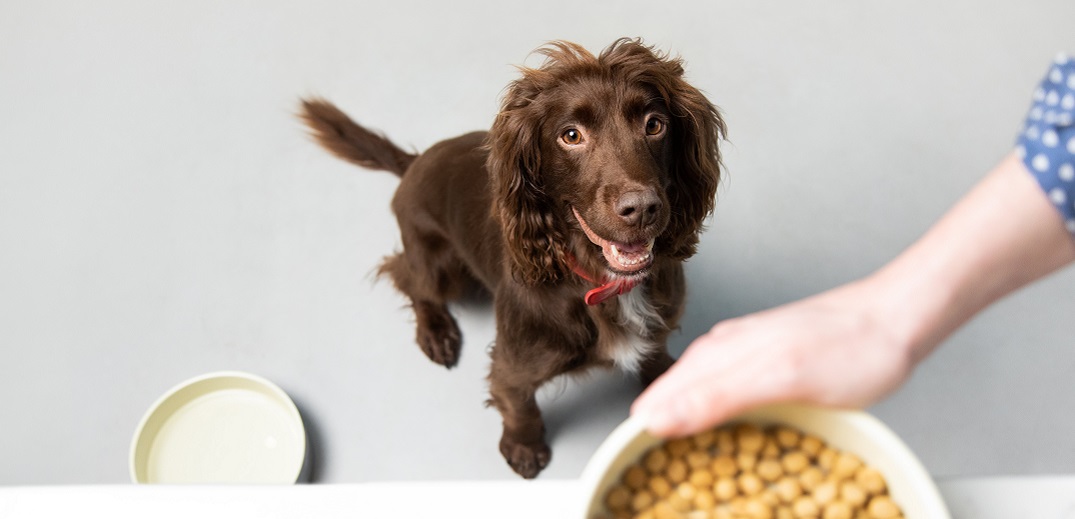 anxiety-discovered-in-dogs-header