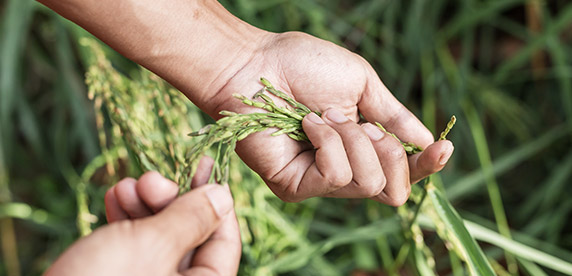 Rice farmer's hands