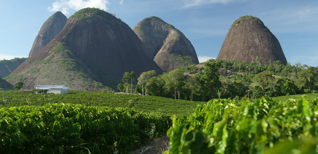 Coffee farm in Brazil
