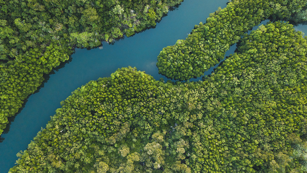 river with trees