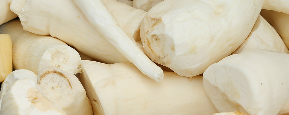 Cassava