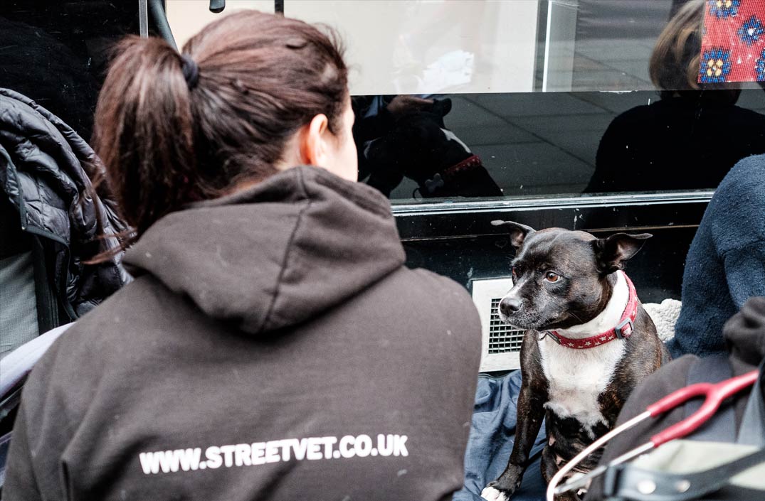 dog on street