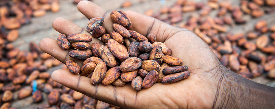 Nestlé Cocoa Plan 