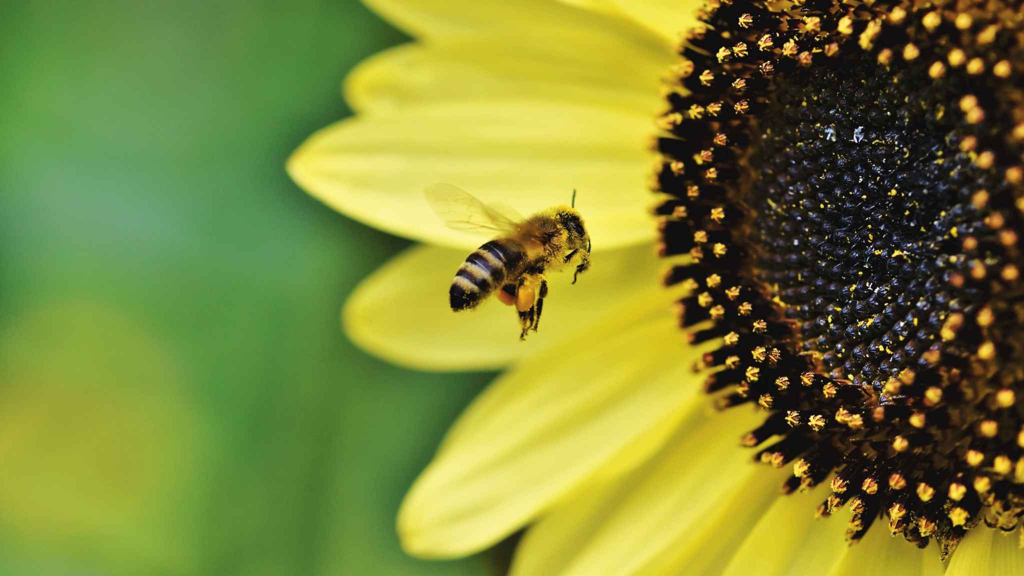 save the bees