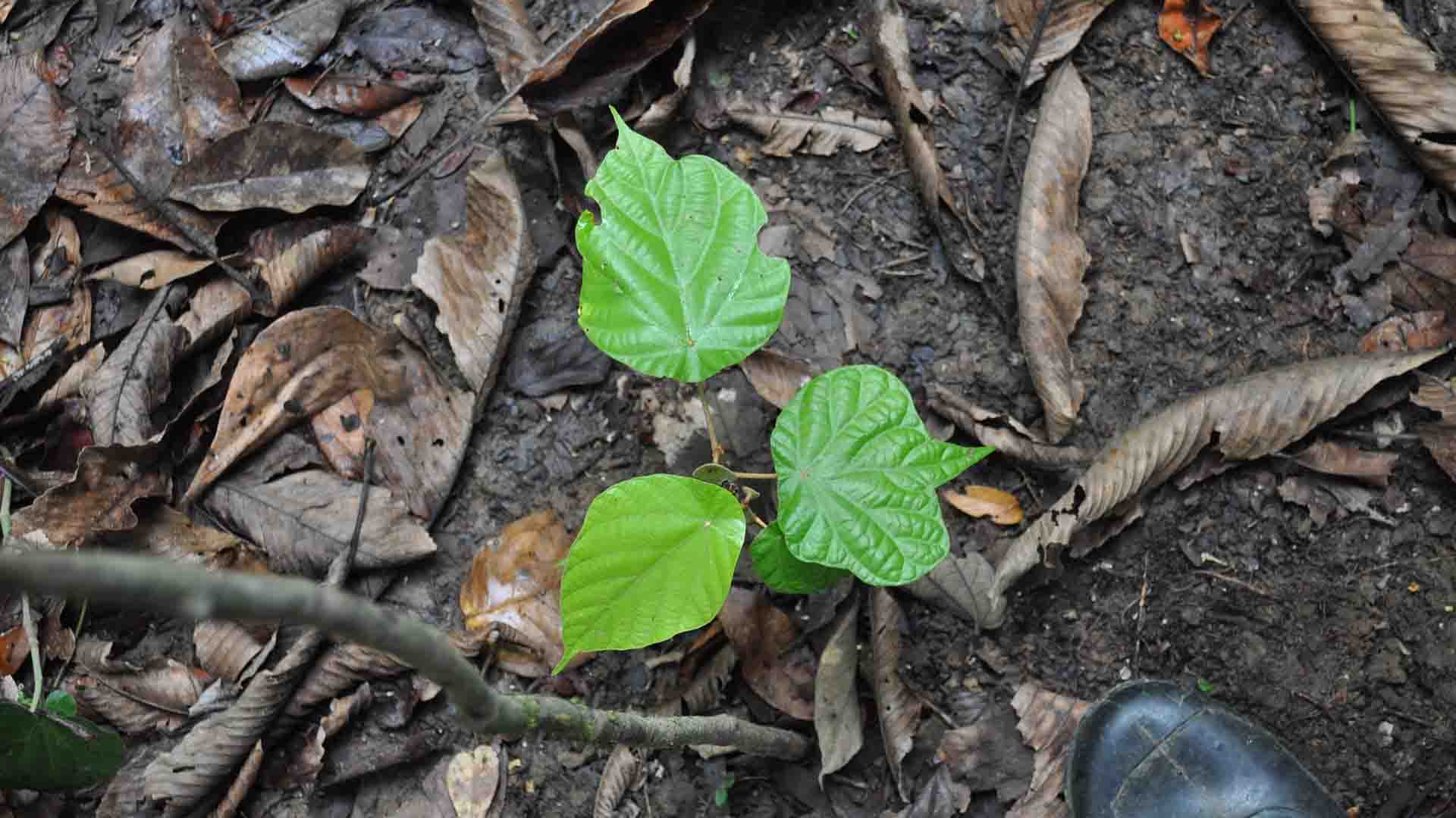 plant in the forest