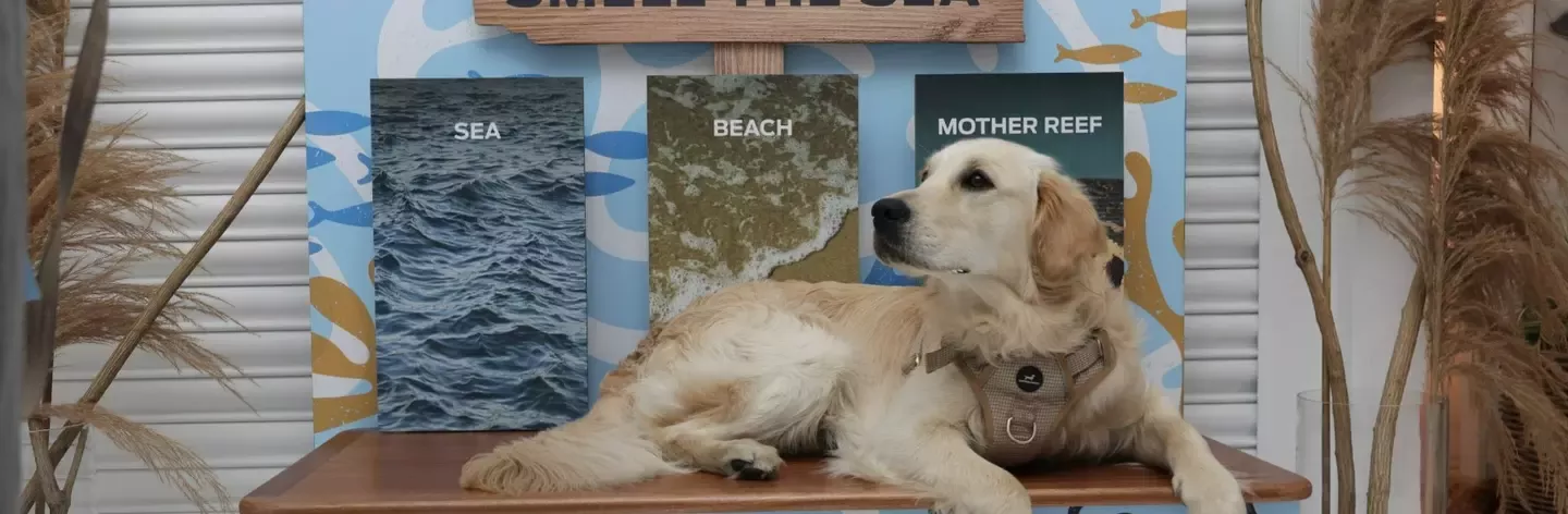Dog at the Purina Pop-Up 