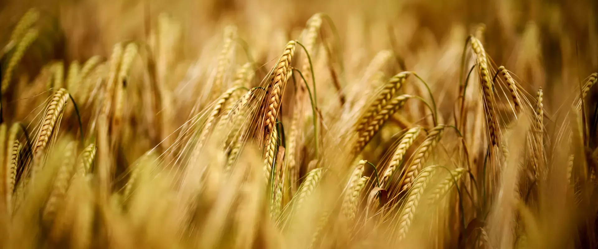Close up of wheat field. 