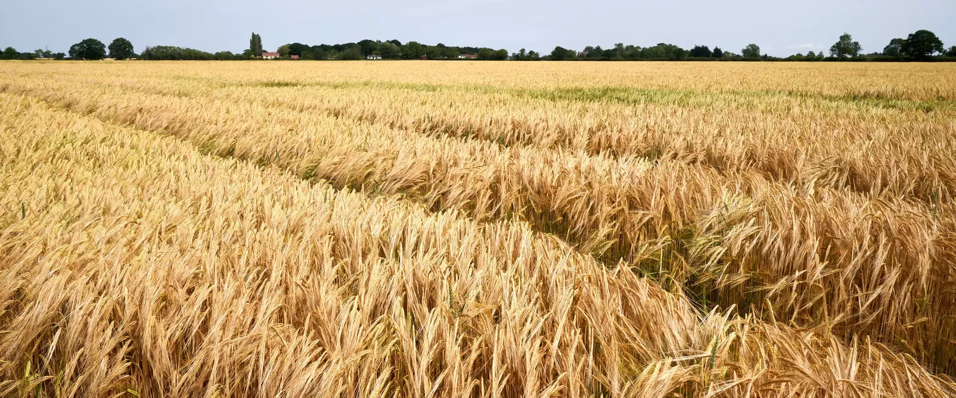 Wheat field with blue sky in the background. 