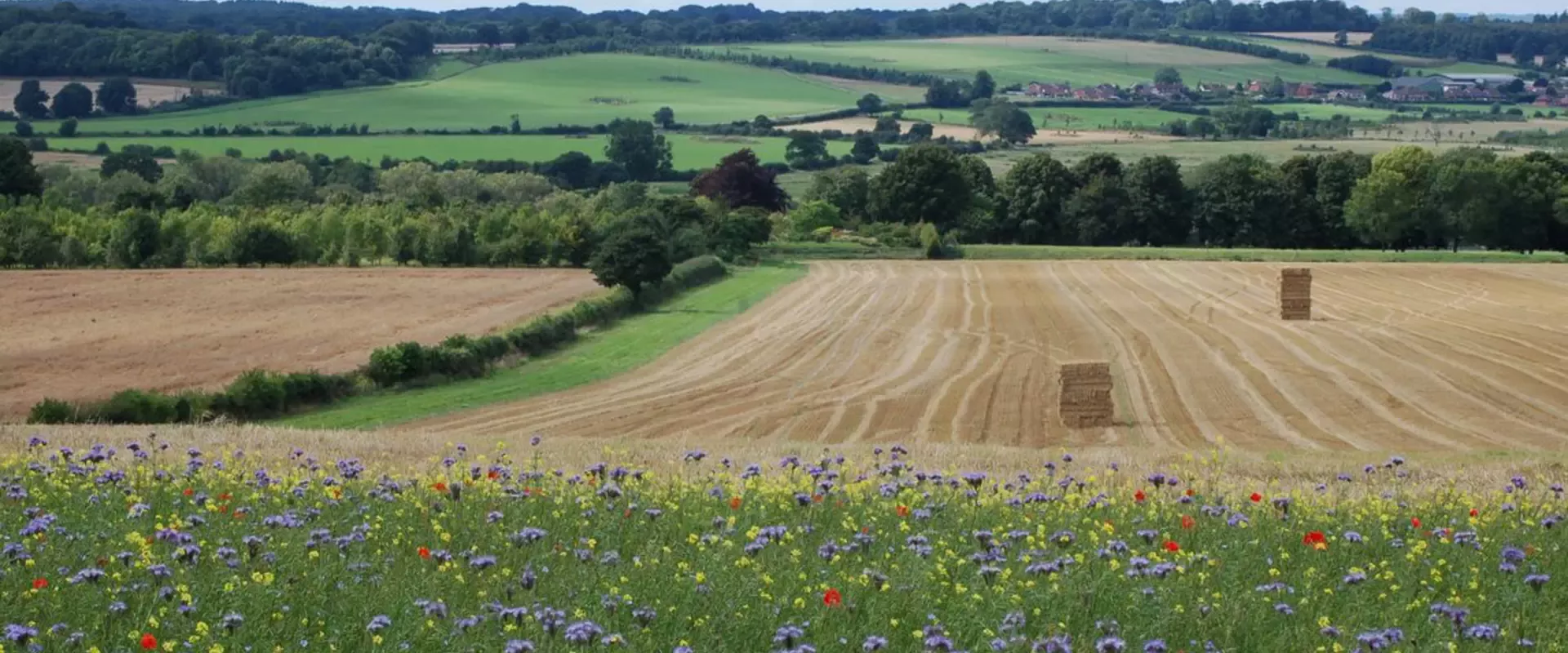 Wheat field and wild flower landscape