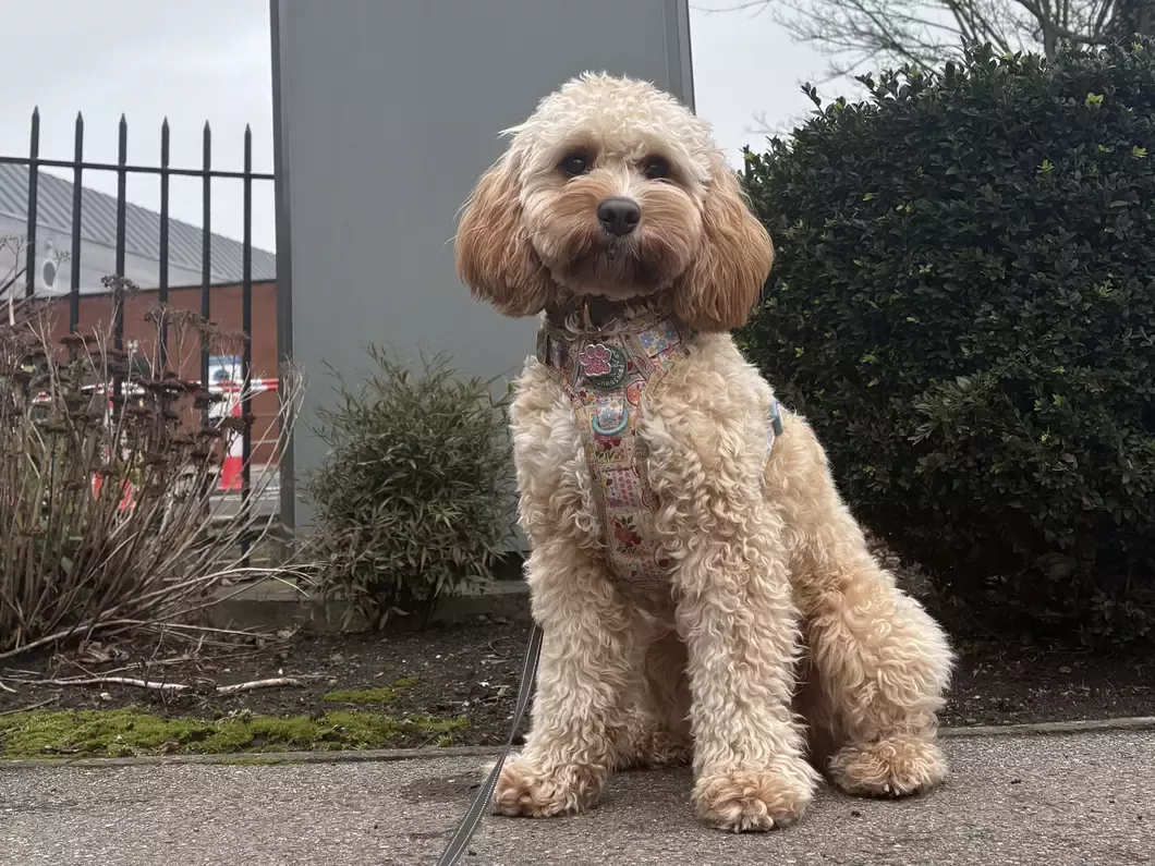 Cavapoo sitting outside an office building.