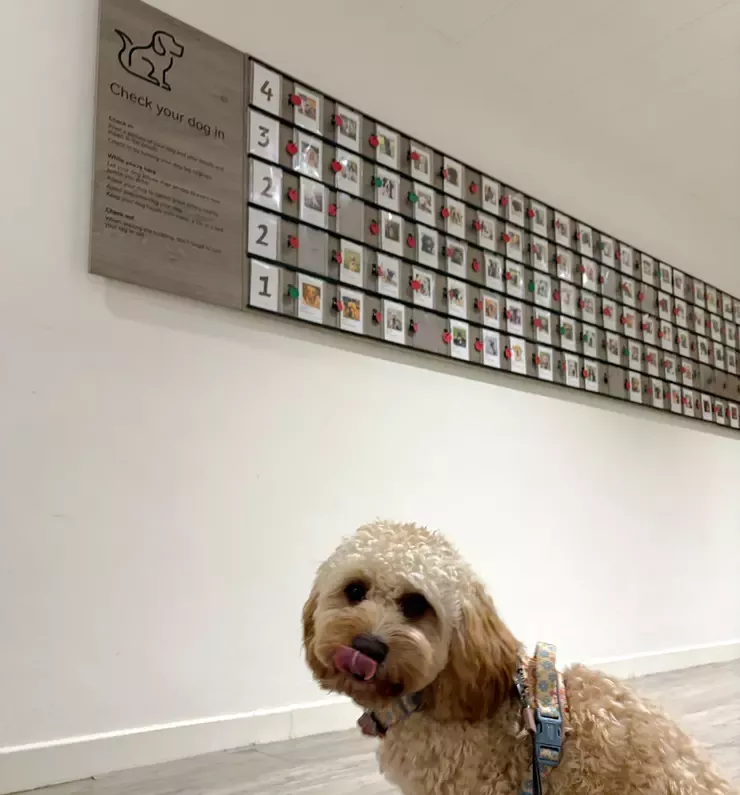 Cavapoo stood in front of a dog gallery wall.
