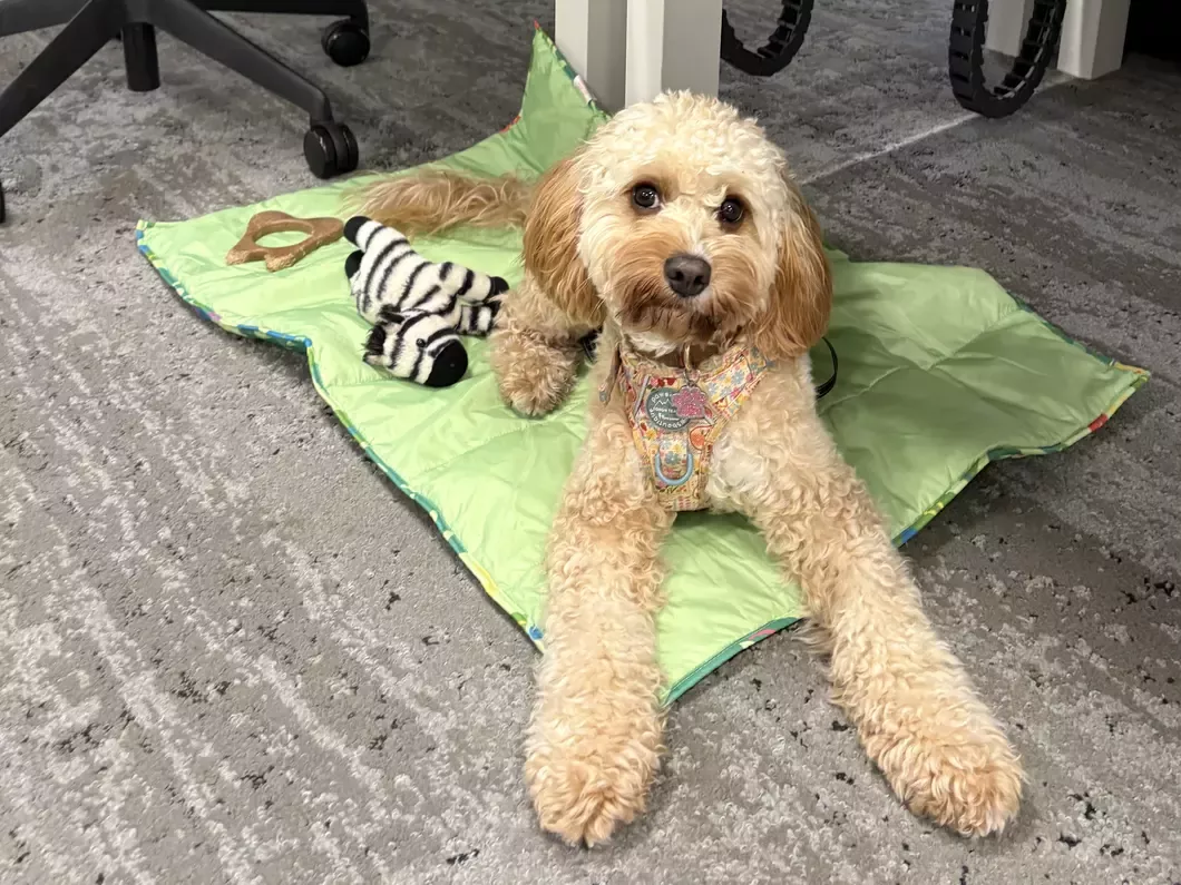 Cavapoo sitting on a dog bed in the office with a zebra toy next to her.