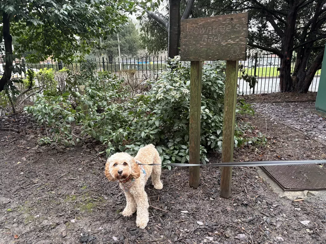 Cavapoo standing in park underneath sign that reads 'Rowntree's Bark'