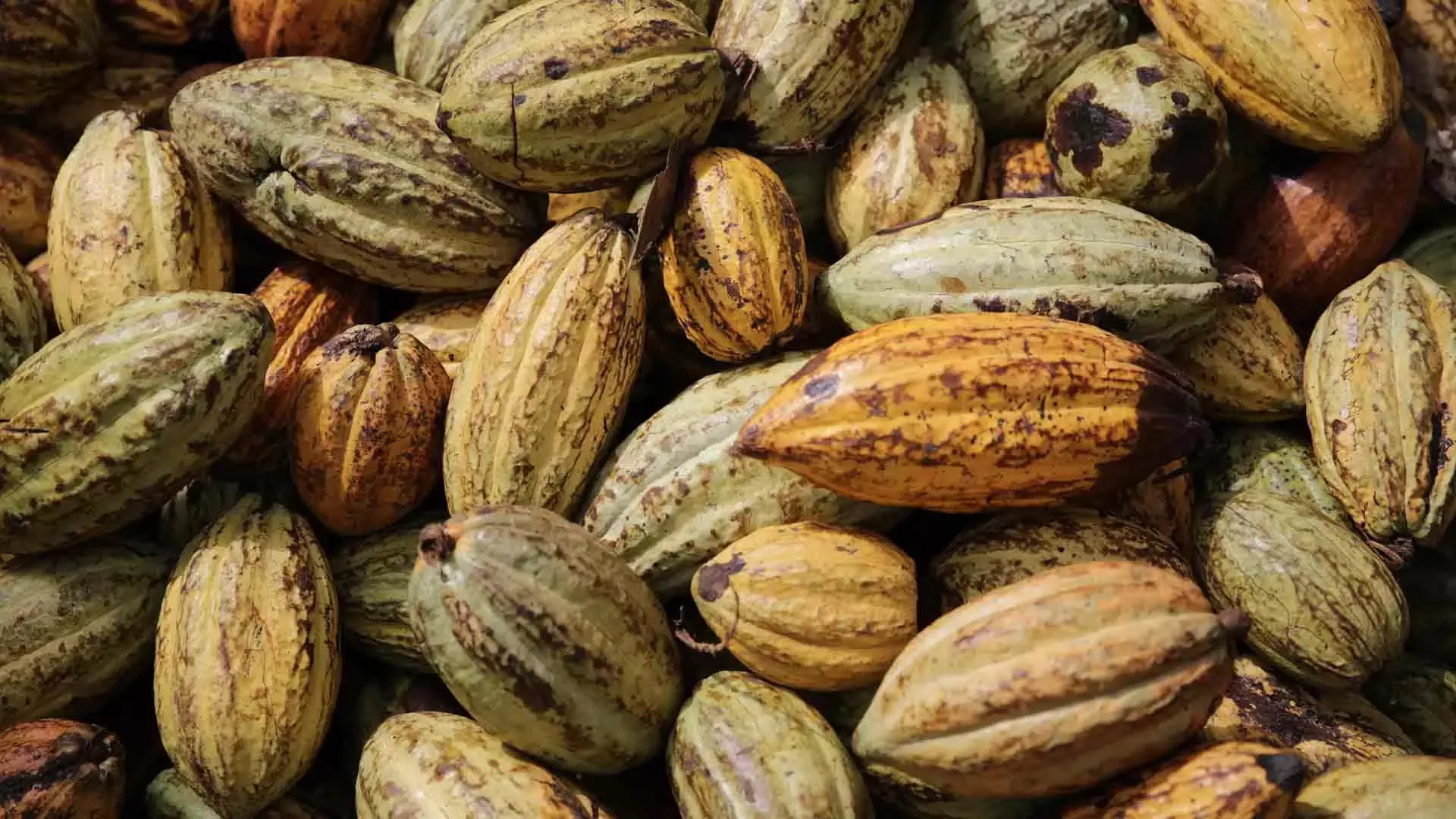 image of cocoa beans