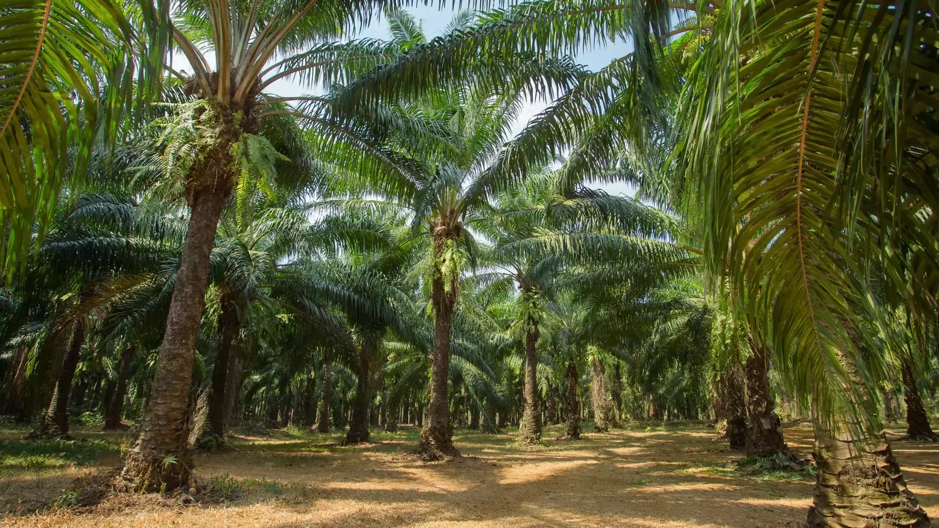 Palm oil plantation thailand
