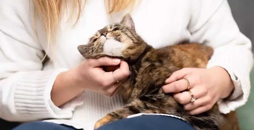 Cat sits on person's lap