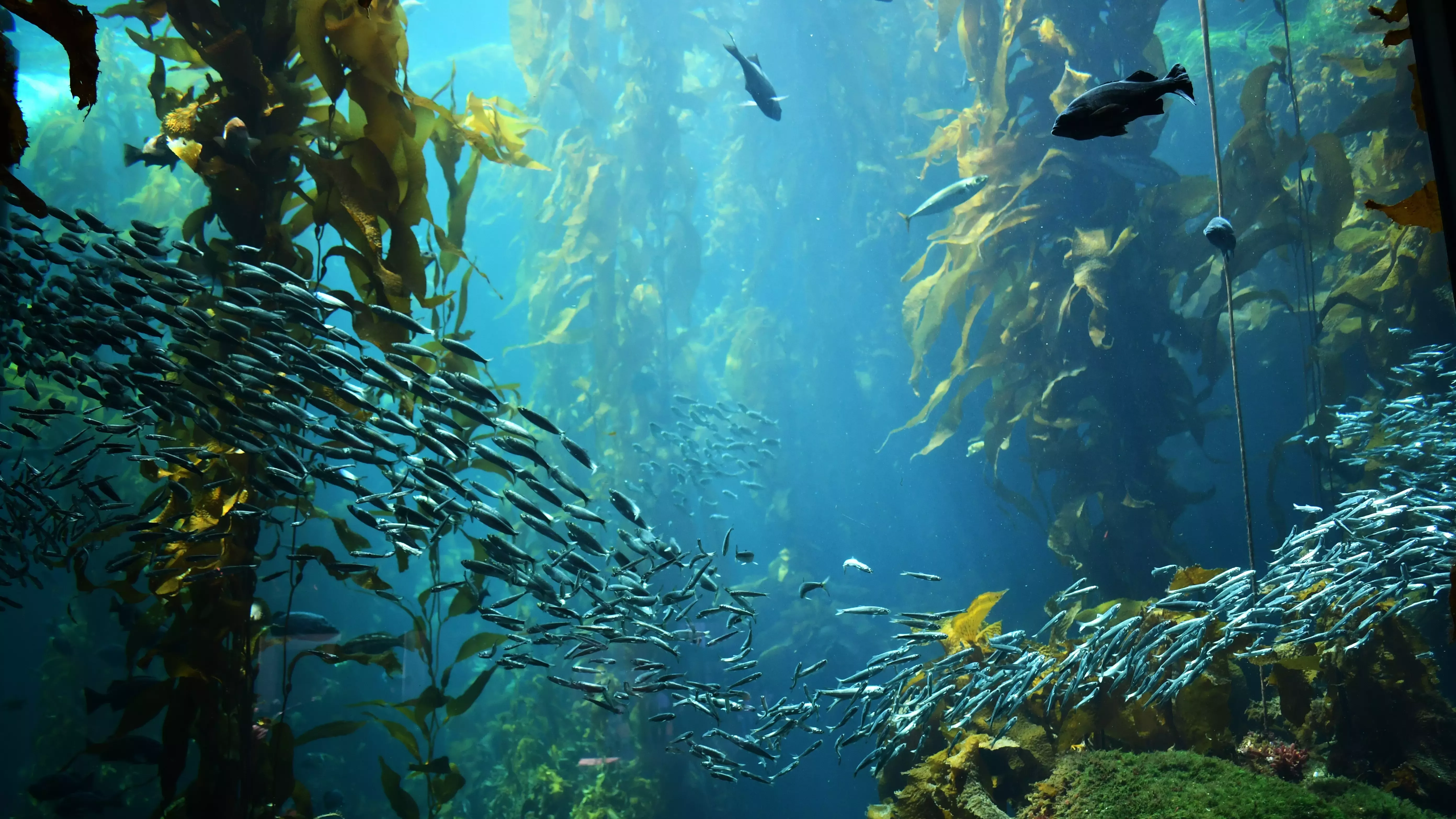 Fish swimming the the ocean