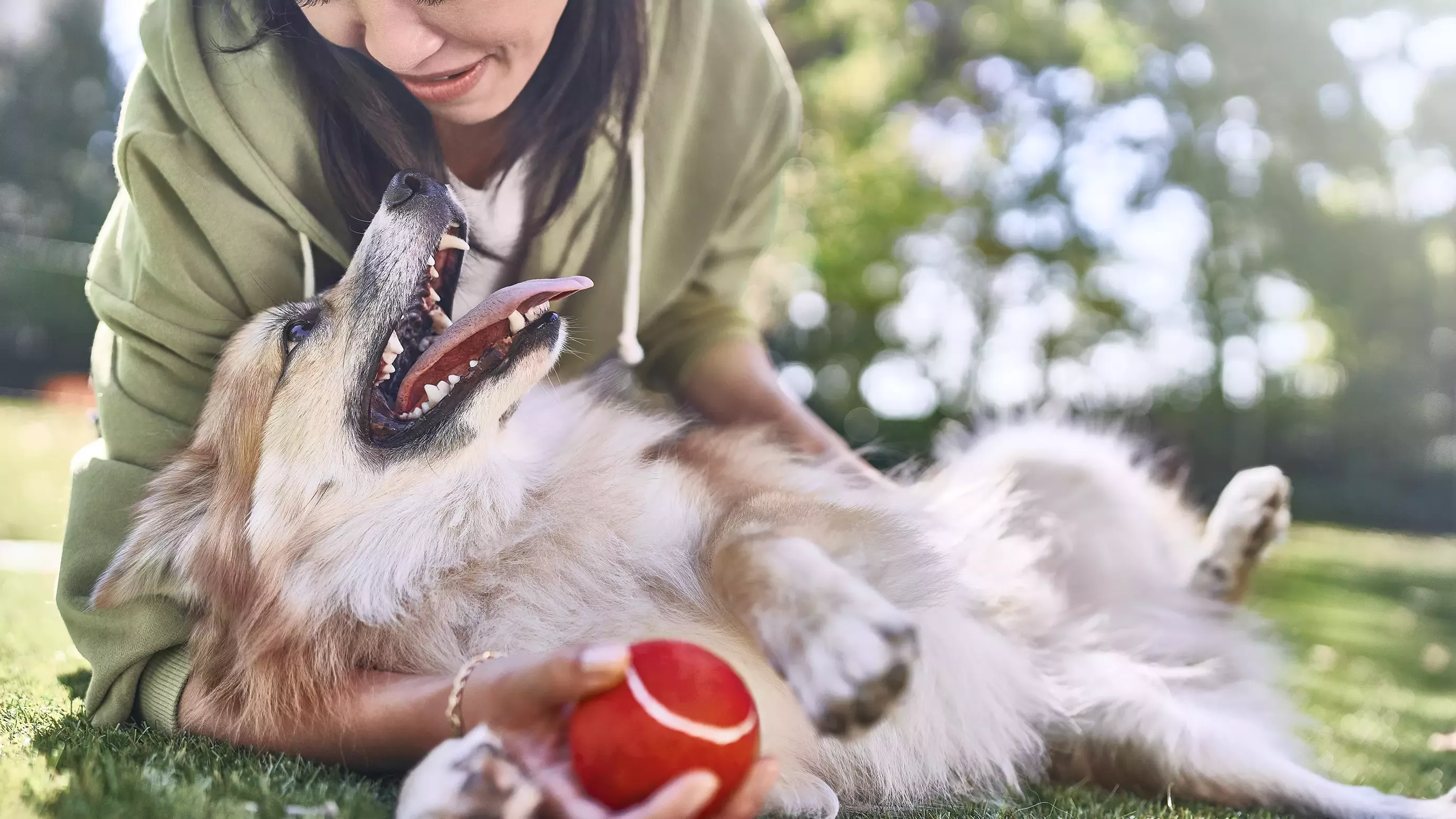 Lady cuddling a dog, which lies on its back, on green grass. The lady is holding a red ball in her hand.