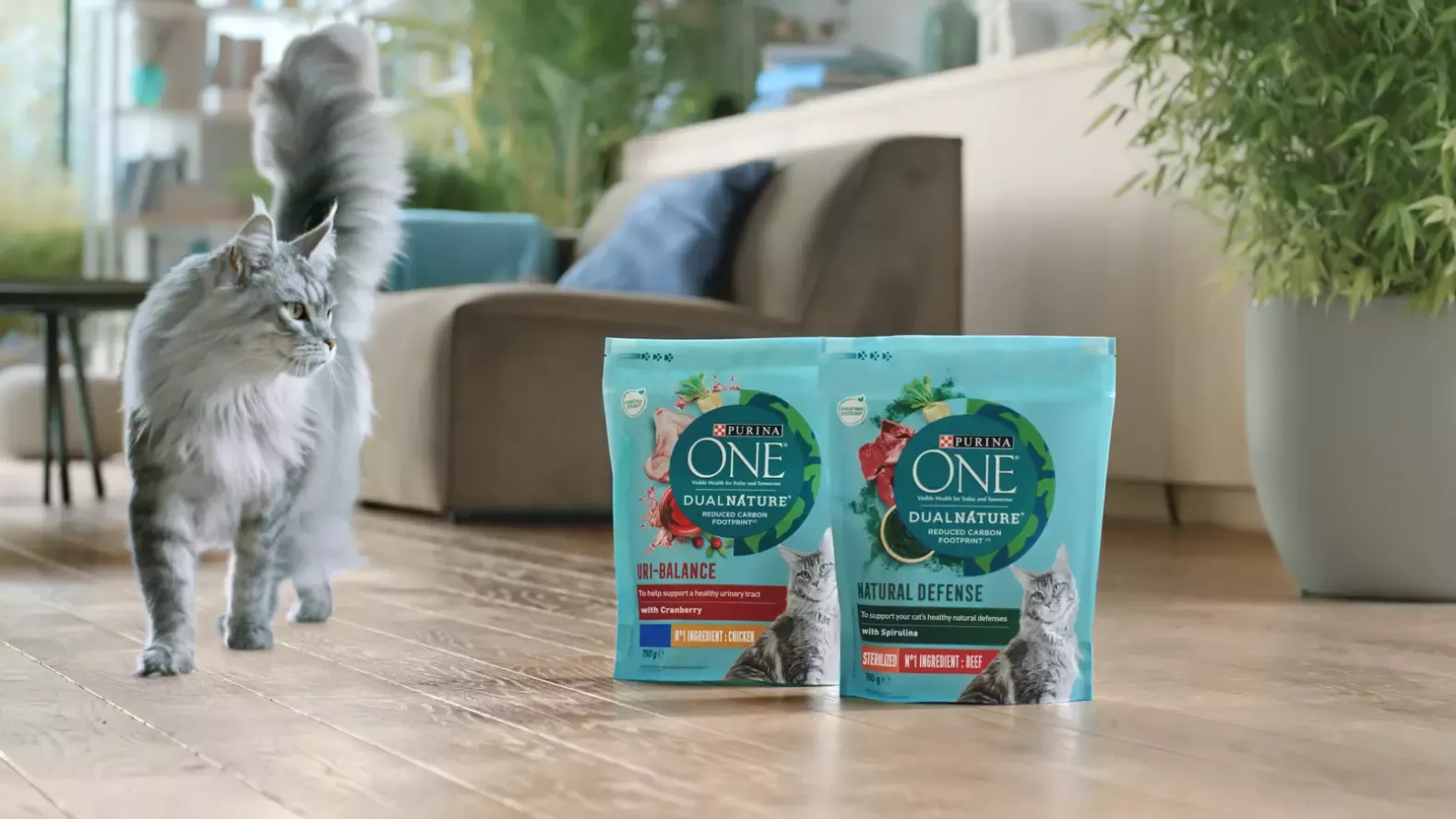 A grey cat in a beige living room standing next to two turquoise packaged pet food bags. 