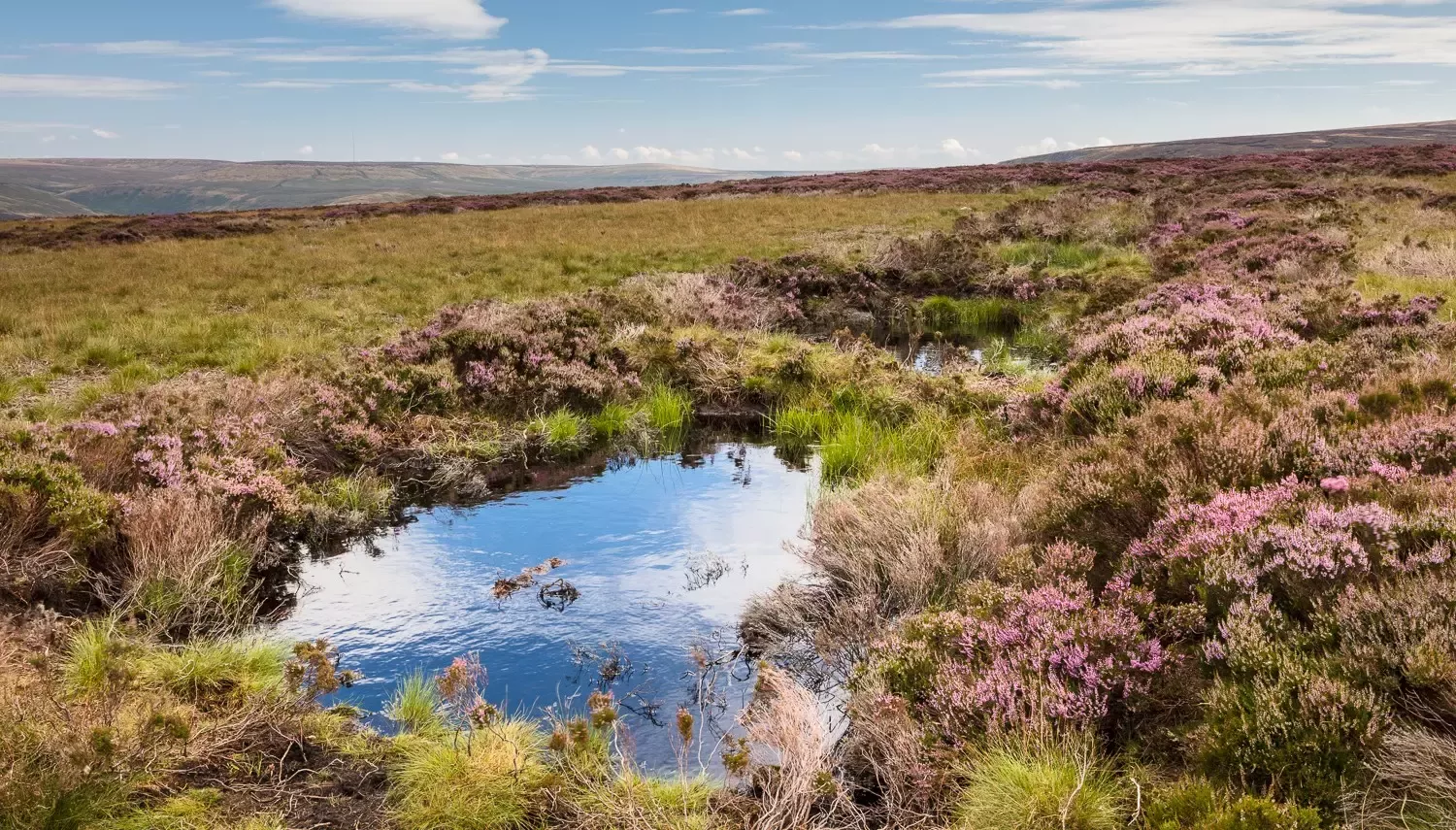 Green grass and moss, with purple flowers, surrounding a pond filled with water, with a blue sky in the background.
