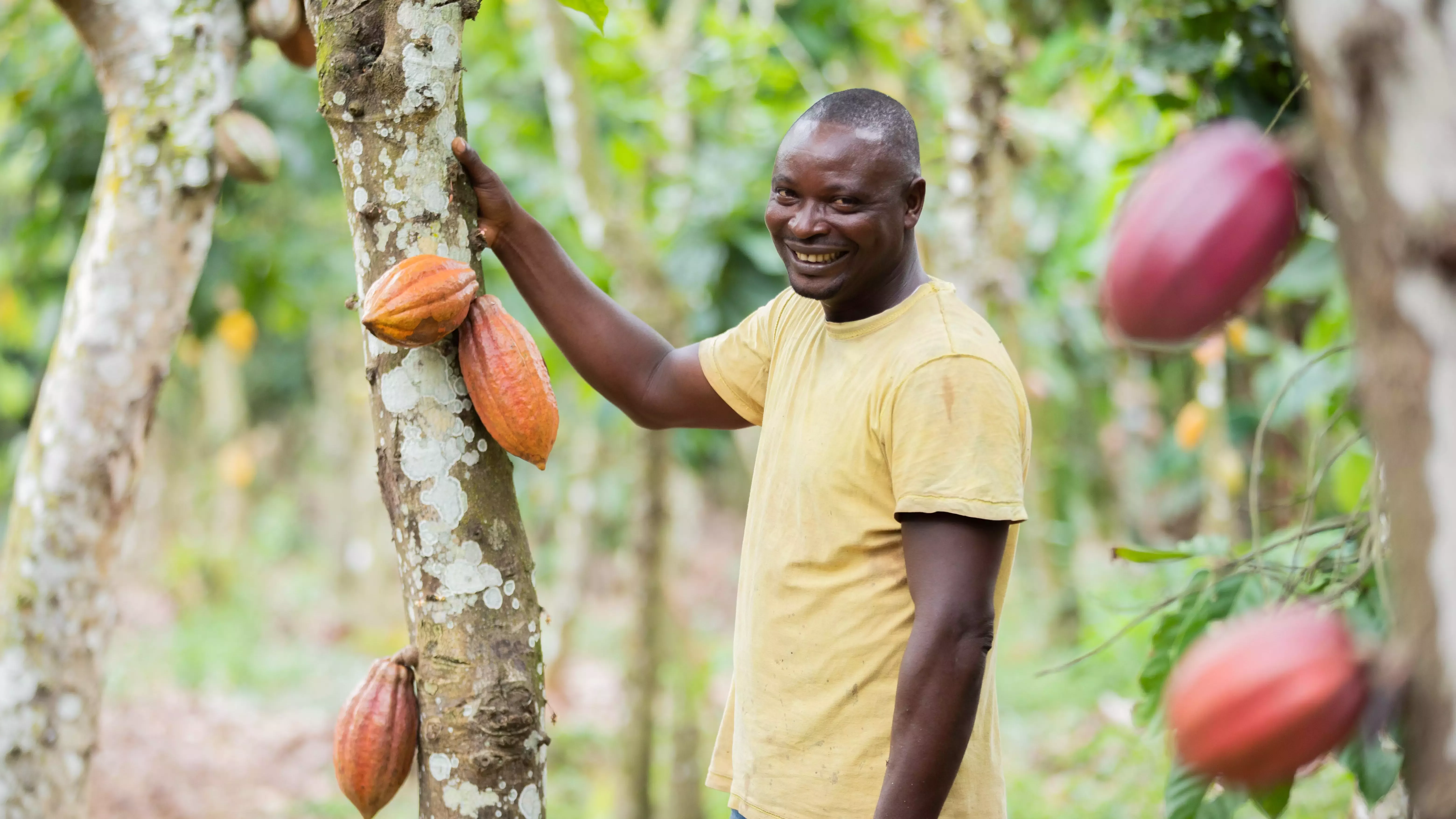 Man standing in amongst cocoa trees.