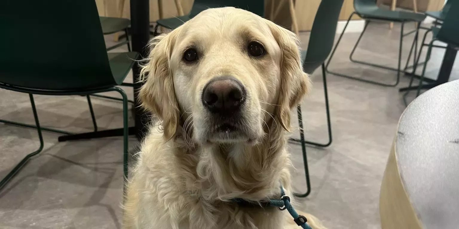 Murphy sat next to a table
