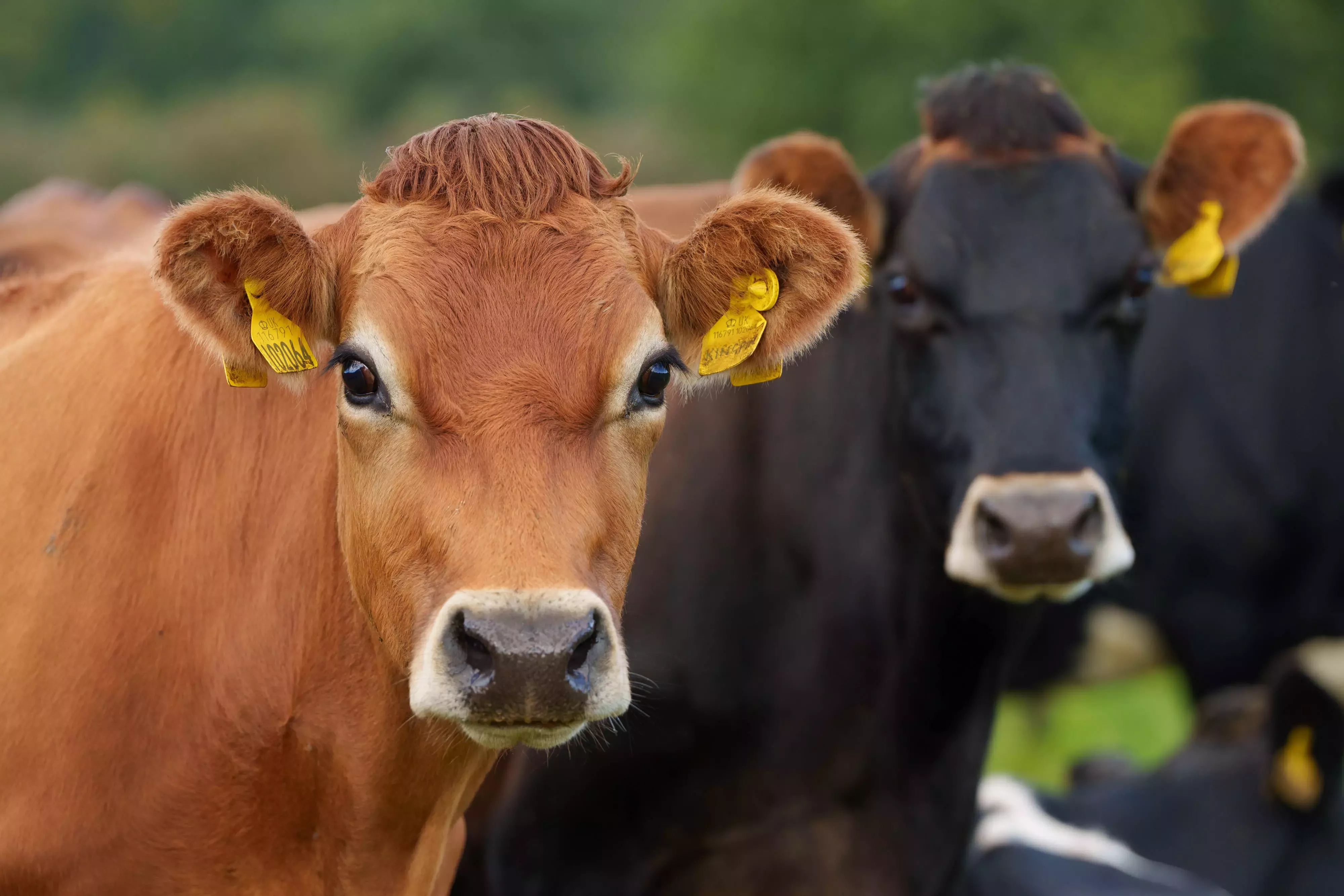 A brown cow and a black cow in a field. 