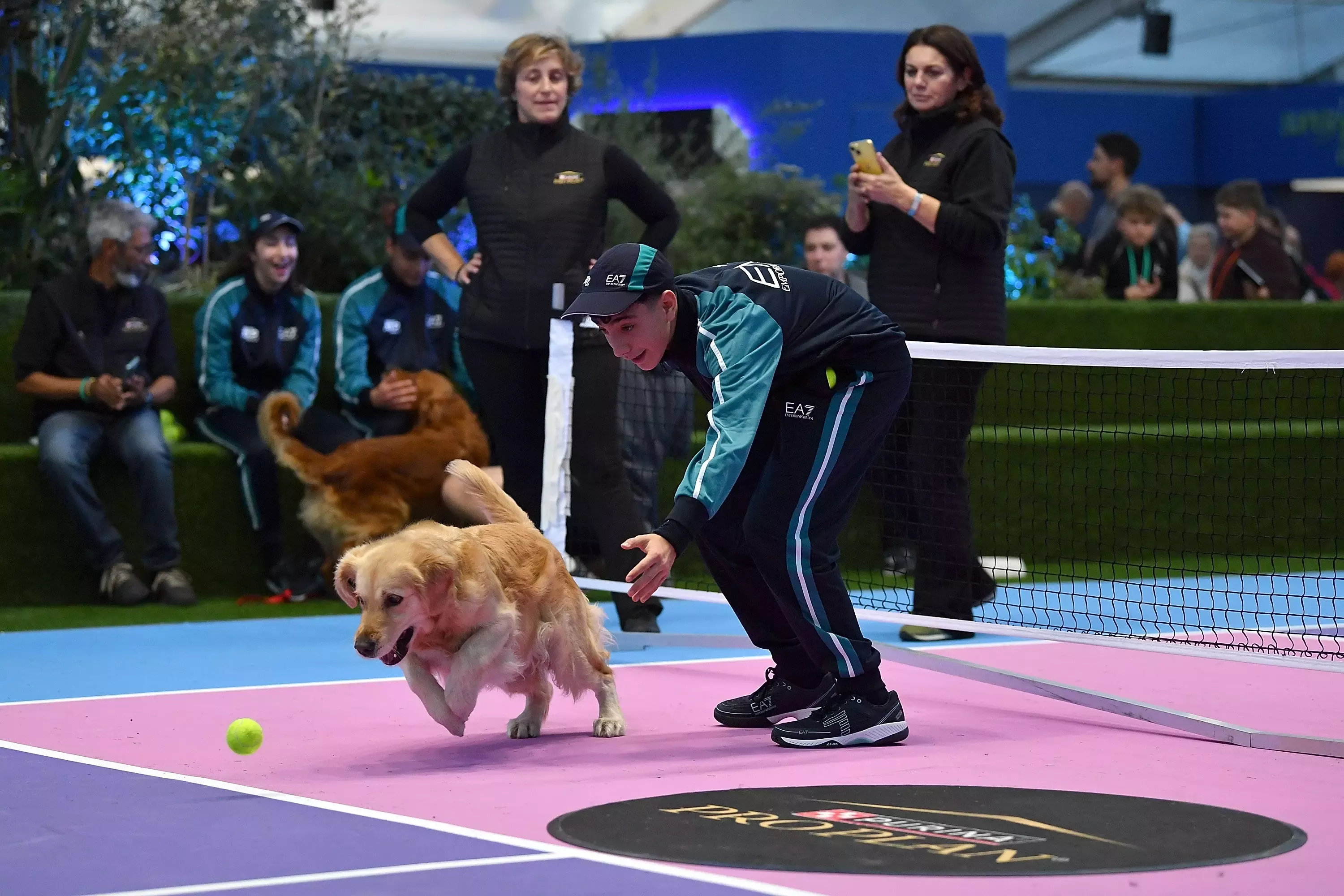 Golden retriever dog chasing tennis ball