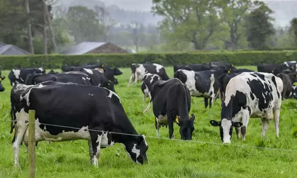 Dairy cows standing in field