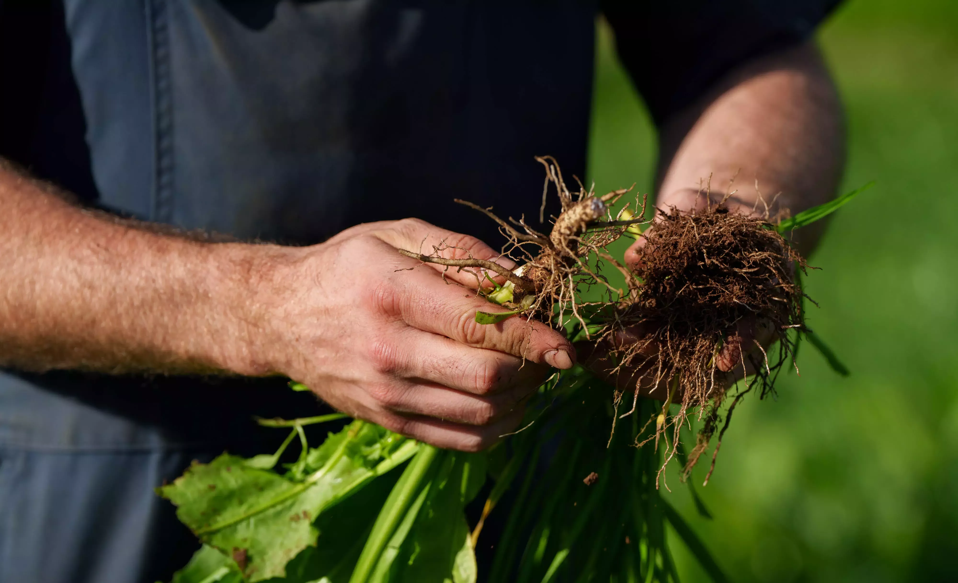 Man holiding muddy roots
